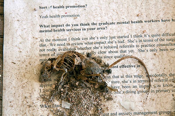 Decaying mouse